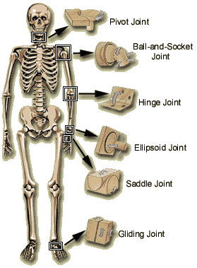 Human Joint Types