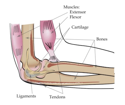 Muscle Components