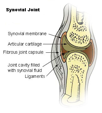 Synovial Joint Diagram