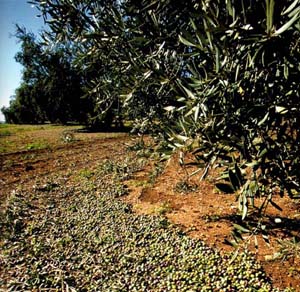 Olive Tree Bush