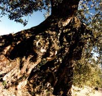Thousand Years Old Olive Tree