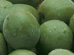 Ume Plum