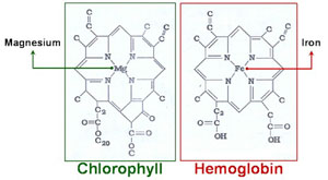 chlorophyll & hemoglobin