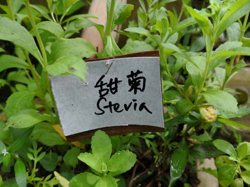 Stevia_leaf_甜菊叶