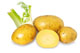 Raw potato juice can control the spread of cancers