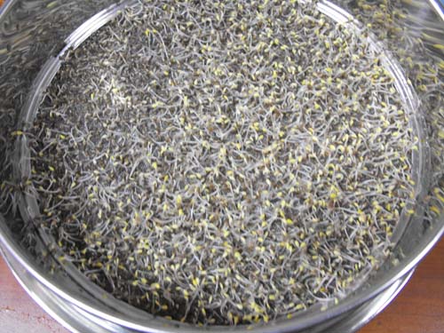 Chia seed sprouts