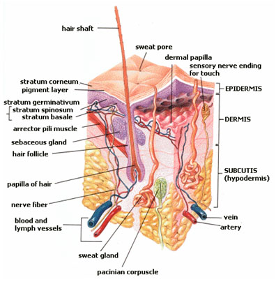 Skin Cross-Section