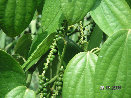 organic_tour001001.jpg