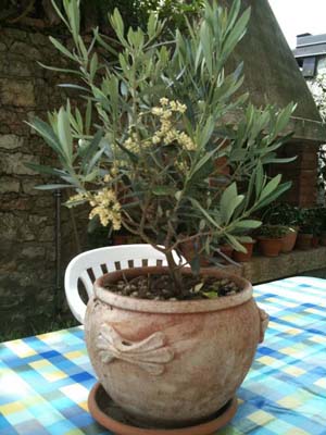 Olive Tree in Pot