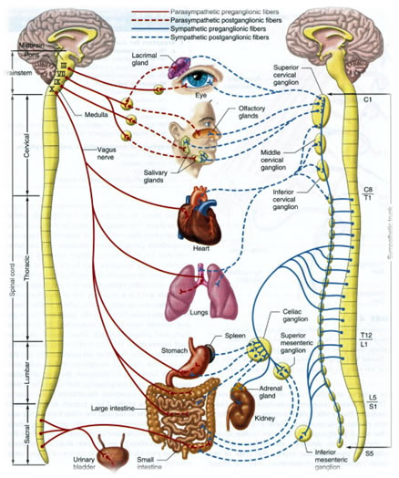 Spinal Nerves and Organs