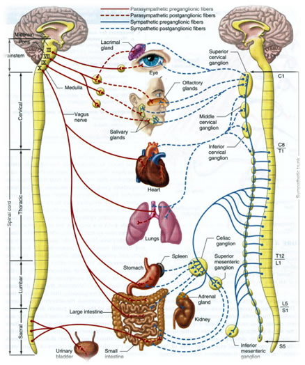 Spinal Cure Without Surgery