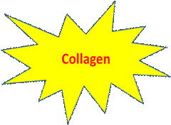 Collagen