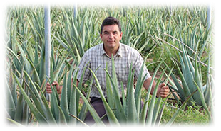 aloe vera from spain